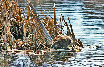 Muskrat at Annapolis basin marsh, Annapolis Royal, Nova Scotia.: Photograph by Katie McLean for the Clean Annapolis River Project